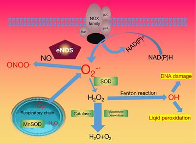 Emerging Antioxidant Paradigm of Mesenchymal Stem Cell-Derived Exosome Therapy